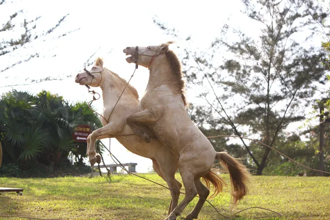 Ngắm "vũ điệu" dũng m&atilde;nh của ngựa bạch xứ Lạng giữa l&ograve;ng Thủ đ&ocirc; - Ảnh 5.