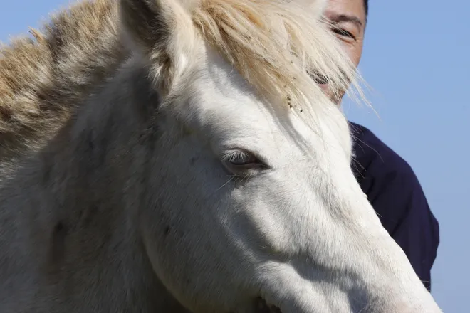 C&ugrave;ng đ&agrave;n bạch m&atilde; tung v&oacute; tr&ecirc;n cao nguy&ecirc;n Quan Sơn kể chuyện m&ugrave;a xu&acirc;n - Ảnh 6.