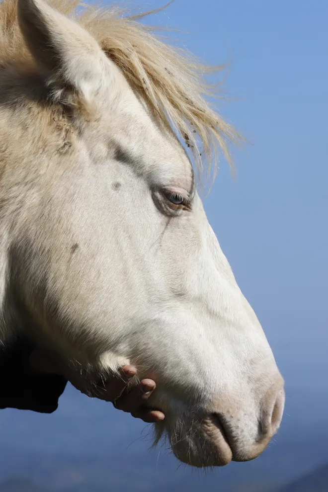 C&ugrave;ng đ&agrave;n bạch m&atilde; tung v&oacute; tr&ecirc;n cao nguy&ecirc;n Quan Sơn kể chuyện m&ugrave;a xu&acirc;n - Ảnh 7.