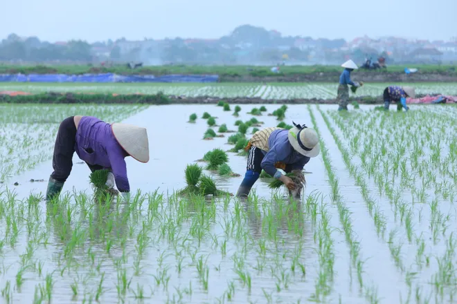 B&agrave; con n&ocirc;ng d&acirc;n hồ hởi xuống đồng sản xuất vụ xu&acirc;n  - Ảnh 7.