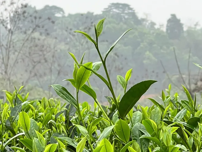 Vui h&aacute;i ch&egrave; dưới tiếng đ&agrave;n T&iacute;nh giữa đất trời ATK- Ảnh 8.