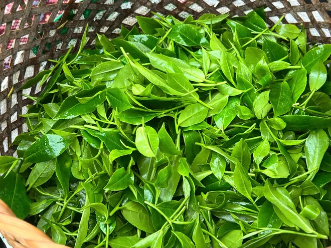 Vui h&aacute;i ch&egrave; dưới tiếng đ&agrave;n T&iacute;nh giữa đất trời ATK- Ảnh 6.