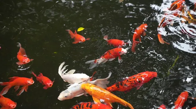 Giới trẻ đi ch&ugrave;a H&agrave; cầu duy&ecirc;n đầu năm: Khi t&igrave;nh y&ecirc;u trở th&agrave;nh một lời nguyện ước - Ảnh 11.