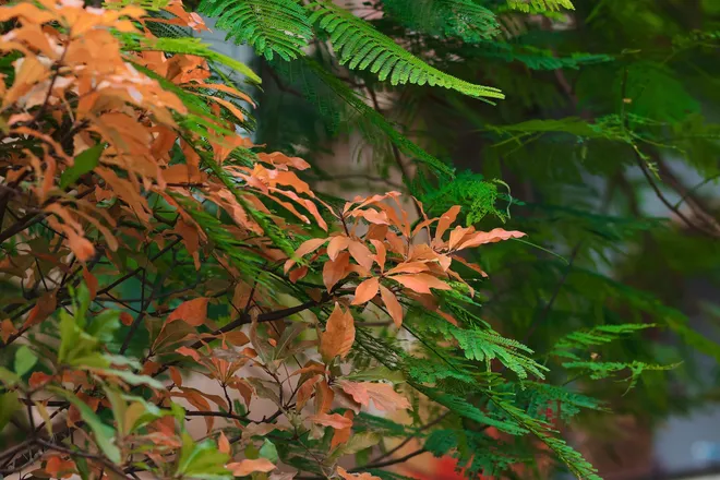 H&agrave; Nội Những Ng&agrave;y Giao M&ugrave;a: Sắc V&agrave;ng, Sắc Đỏ "Thắp S&aacute;ng" Phố Phường Th&aacute;ng 3 - Ảnh 6.