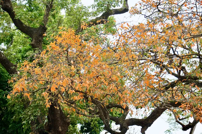 H&agrave; Nội Những Ng&agrave;y Giao M&ugrave;a: Sắc V&agrave;ng, Sắc Đỏ "Thắp S&aacute;ng" Phố Phường Th&aacute;ng 3 - Ảnh 4.