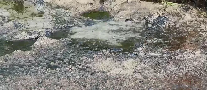 N&ocirc;ng d&acirc;n bỏ ruộng v&igrave; dầu nhớt xuất hiện bất thường- Ảnh 3.