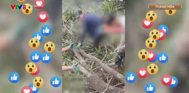 Cơn sốt cây “muội hồng” và hệ lụy- Ảnh 1. Cơn sốt cây “muội hồng” và hệ lụy- Ảnh 1.