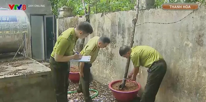Cơn sốt cây “muội hồng” và hệ lụy- Ảnh 3. Cơn sốt cây “muội hồng” và hệ lụy- Ảnh 3.