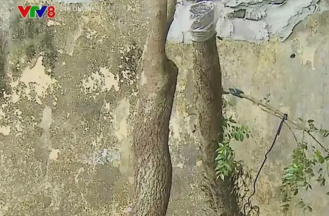 Cơn sốt cây “muội hồng” và hệ lụy- Ảnh 5. Cơn sốt cây “muội hồng” và hệ lụy- Ảnh 5.