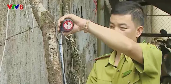 Cơn sốt cây “muội hồng” và hệ lụy- Ảnh 4. Cơn sốt cây “muội hồng” và hệ lụy- Ảnh 4.