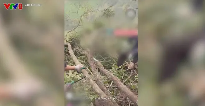 Cơn sốt cây “muội hồng” và hệ lụy- Ảnh 2. Cơn sốt cây “muội hồng” và hệ lụy- Ảnh 2.