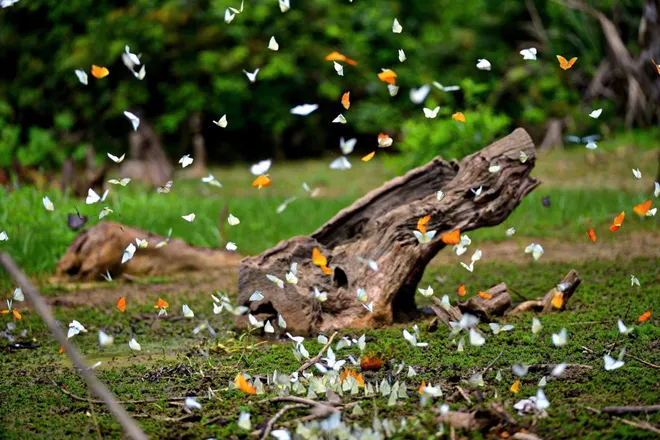 Chi&ecirc;m ngưỡng "thung lũng bướm" rợp trời gọi h&egrave; sớm ở C&uacute;c Phương - Ảnh 6.