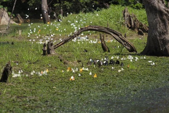 Chi&ecirc;m ngưỡng "thung lũng bướm" rợp trời gọi h&egrave; sớm ở C&uacute;c Phương - Ảnh 5.