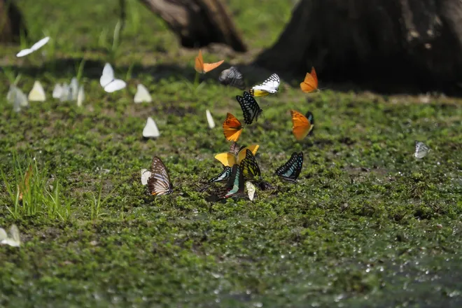 Chi&ecirc;m ngưỡng "thung lũng bướm" rợp trời gọi h&egrave; sớm ở C&uacute;c Phương - Ảnh 7.