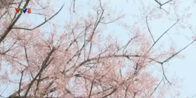 Sắc hoa ng&ocirc; đồng trong kinh th&agrave;nh Huế- Ảnh 4.