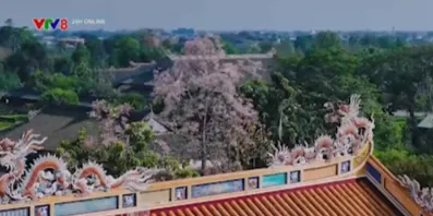 Sắc hoa ng&ocirc; đồng trong kinh th&agrave;nh Huế- Ảnh 2.