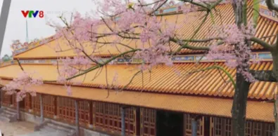 Sắc hoa ng&ocirc; đồng trong kinh th&agrave;nh Huế- Ảnh 1.