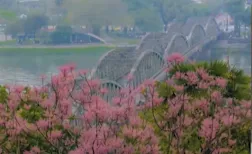 Sắc hoa ng&ocirc; đồng trong kinh th&agrave;nh Huế- Ảnh 6.