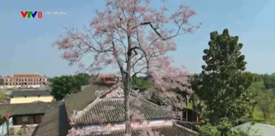 Sắc hoa ng&ocirc; đồng trong kinh th&agrave;nh Huế- Ảnh 9.