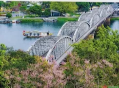 Sắc hoa ng&ocirc; đồng trong kinh th&agrave;nh Huế- Ảnh 8.