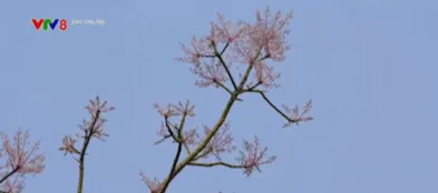 Sắc hoa ng&ocirc; đồng trong kinh th&agrave;nh Huế- Ảnh 3.