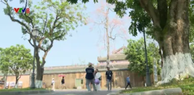 Sắc hoa ng&ocirc; đồng trong kinh th&agrave;nh Huế- Ảnh 7.