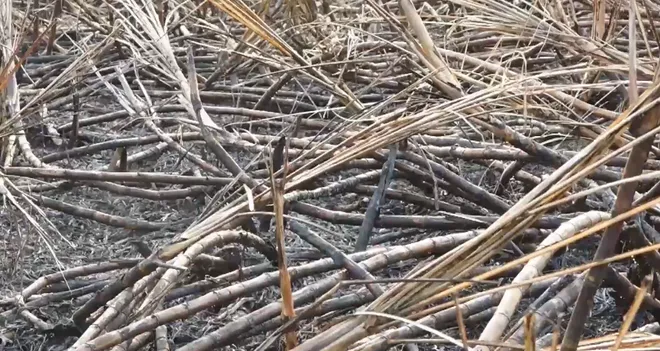 Đắk Lắk: N&ocirc;ng d&acirc;n bất an v&igrave; m&iacute;a bị ch&aacute;y trong m&ugrave;a cao điểm nắng n&oacute;ng- Ảnh 3.