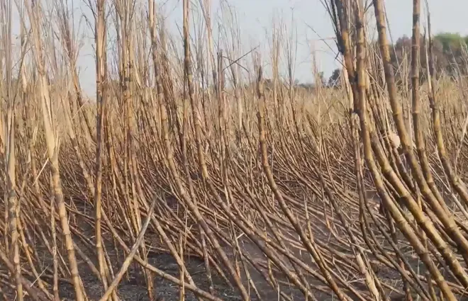 Đắk Lắk: N&ocirc;ng d&acirc;n bất an v&igrave; m&iacute;a bị ch&aacute;y trong m&ugrave;a cao điểm nắng n&oacute;ng- Ảnh 2.