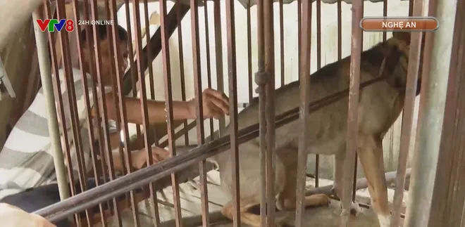 Báo động dịch bệnh dại- Ảnh 4. Báo động dịch bệnh dại- Ảnh 4.