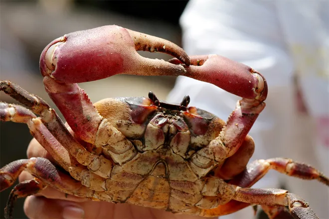 N&acirc;ng cao gi&aacute; trị n&ocirc;ng sản cua đ&aacute; C&ugrave; Lao Ch&agrave;m- Ảnh 3.