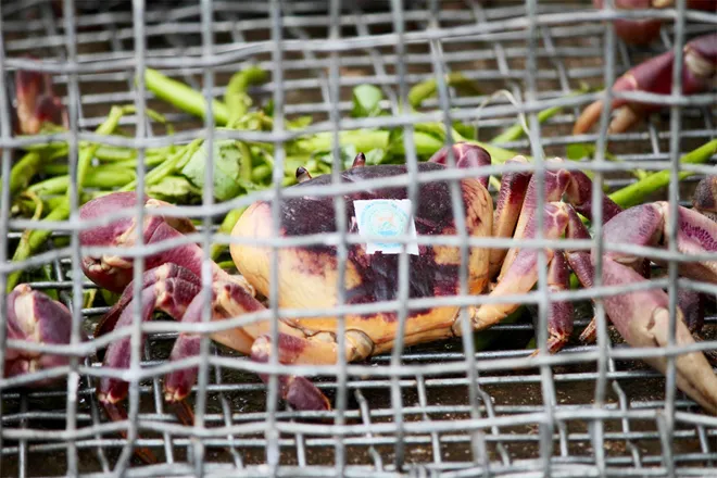 N&acirc;ng cao gi&aacute; trị n&ocirc;ng sản cua đ&aacute; C&ugrave; Lao Ch&agrave;m- Ảnh 4.