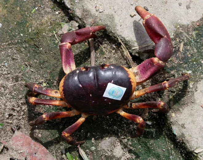 N&acirc;ng cao gi&aacute; trị n&ocirc;ng sản cua đ&aacute; C&ugrave; Lao Ch&agrave;m- Ảnh 2.