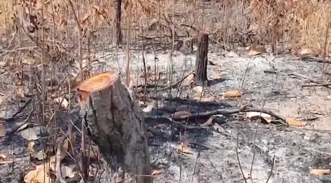 Gia Lai: Thủ đoạn khai th&aacute;c rừng tr&aacute;i ph&eacute;p ng&agrave;y c&agrave;ng tinh vi- Ảnh 3.