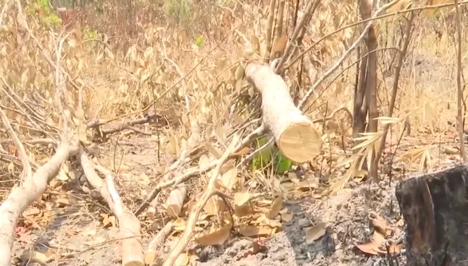 Gia Lai: Thủ đoạn khai th&aacute;c rừng tr&aacute;i ph&eacute;p ng&agrave;y c&agrave;ng tinh vi- Ảnh 2.