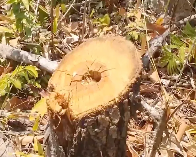 Gia Lai: Thủ đoạn khai th&aacute;c rừng tr&aacute;i ph&eacute;p ng&agrave;y c&agrave;ng tinh vi- Ảnh 1.