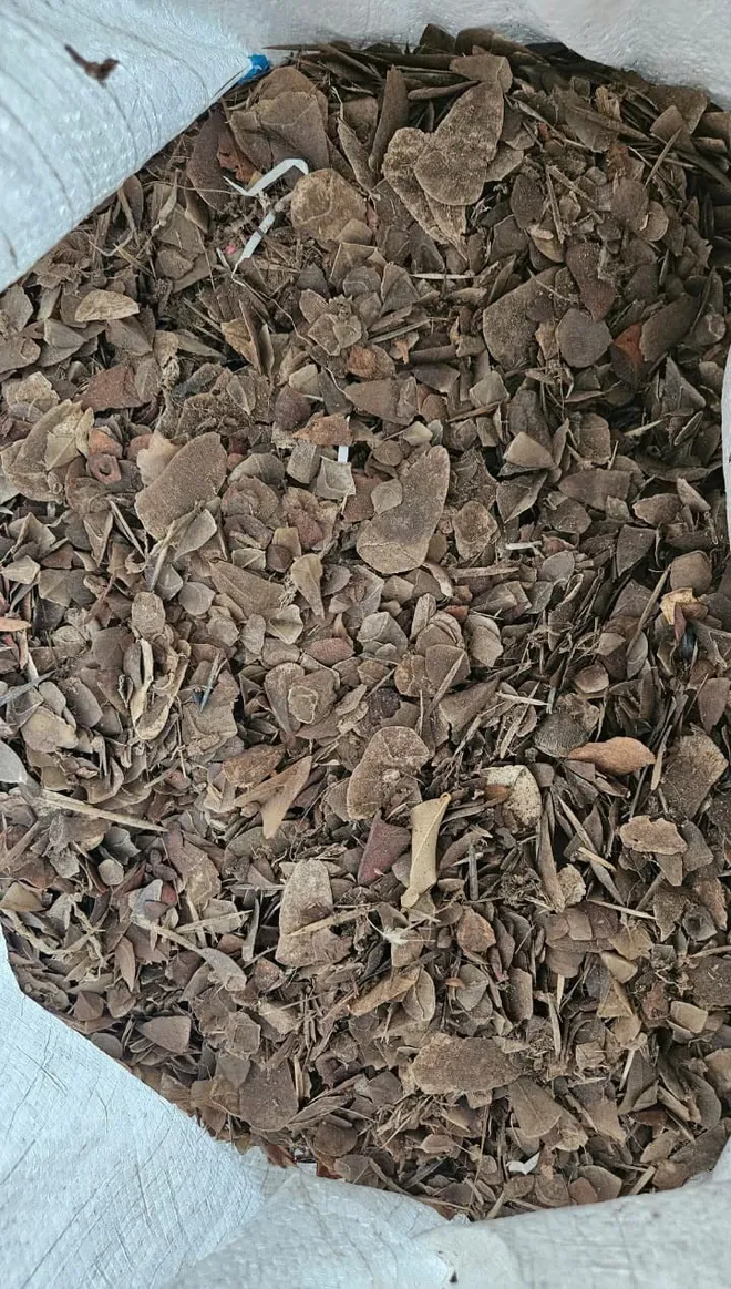 Tuy&ecirc;n phạt tổng 16 năm t&ugrave; cho 2 đối tượng bu&ocirc;n b&aacute;n gần 1 tấn vẩy t&ecirc; t&ecirc; ch&acirc;u Phi- Ảnh 2.