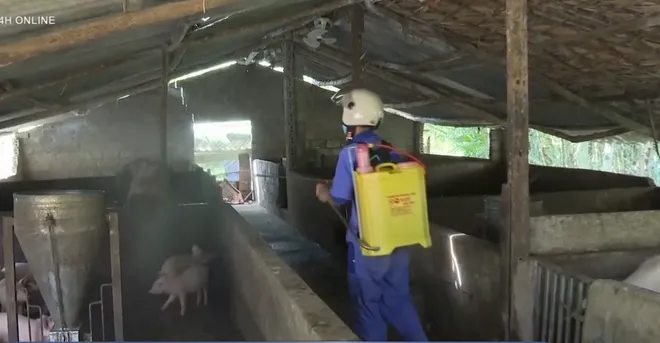 Ph&ograve;ng dịch tả lợn Ch&acirc;u Phi từ sớm, từ xa- Ảnh 2.
