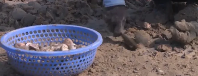 H&agrave; Tĩnh: H&agrave;ng trăm tấn ngao chết h&agrave;ng loạt- Ảnh 2.