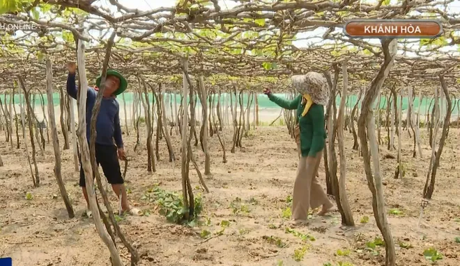 Hướng mở sinh kế cho người d&acirc;n v&ugrave;ng dự &aacute;n điện hạt nh&acirc;n- Ảnh 10.