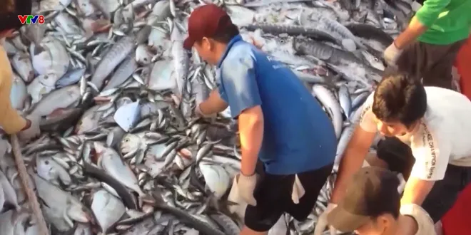 Ứng dụng số l&agrave;m minh bạch nghề c&aacute;- Ảnh 13.