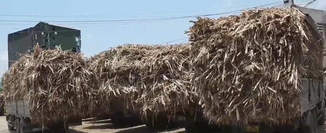 Ngành mía đường đối mặt áp lực lớn vì đường nhập lậu và tồn kho tăng cao- Ảnh 4. Ngành mía đường đối mặt áp lực lớn vì đường nhập lậu và tồn kho tăng cao- Ảnh 4.