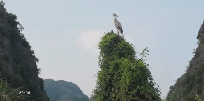 Ninh Bình hoàn thiện hồ sơ Di sản thế giới cho Khu Bảo tồn thiên nhiên đất ngập nước Vân Long- Ảnh 5. Ninh Bình hoàn thiện hồ sơ Di sản thế giới cho Khu Bảo tồn thiên nhiên đất ngập nước Vân Long- Ảnh 5.