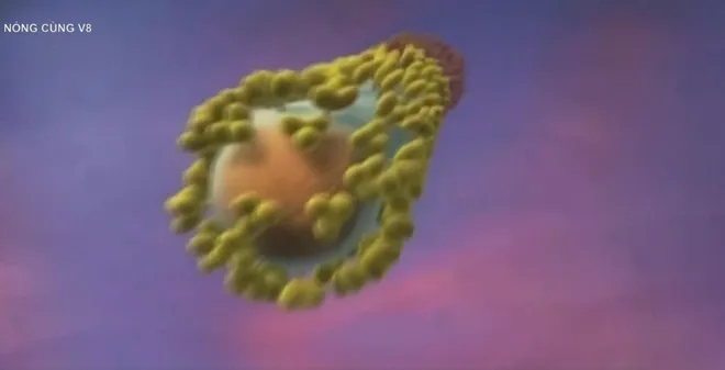 Cơ chế lây lan biến thể của dịch bệnh Ebola- Ảnh 3. Cơ chế lây lan biến thể của dịch bệnh Ebola- Ảnh 3.
