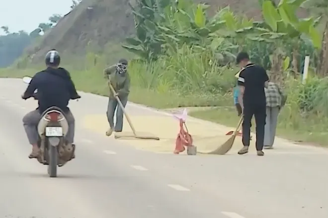 Hiểm nguy từ tình trạng phơi thóc, lúa trên lòng đường giao thông- Ảnh 3. Hiểm nguy từ tình trạng phơi thóc, lúa trên lòng đường giao thông- Ảnh 3.