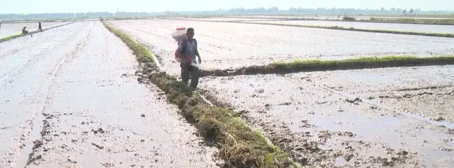 X&acirc;y dựng c&aacute;nh đồng l&uacute;a lớn ở miền Trung- Ảnh 5.