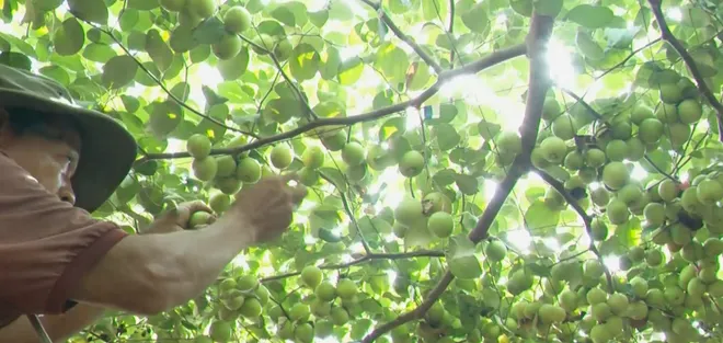 Biến bất lợi nắng hạn thành sản phẩm OCOP- Ảnh 3. Biến bất lợi nắng hạn thành sản phẩm OCOP- Ảnh 3.