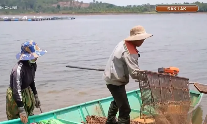 Mưu sinh trên hồ Ea Kao, Đắk Lắk - Ảnh 2. Mưu sinh trên hồ Ea Kao, Đắk Lắk - Ảnh 2.