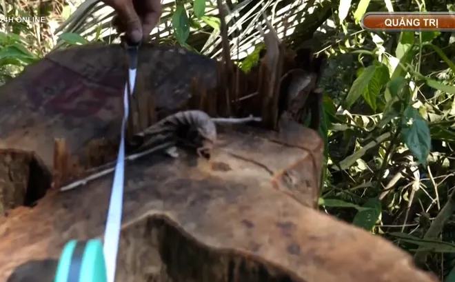 Phát hiện vụ phá rừng tại Quảng Trị- Ảnh 2. Phát hiện vụ phá rừng tại Quảng Trị- Ảnh 2.