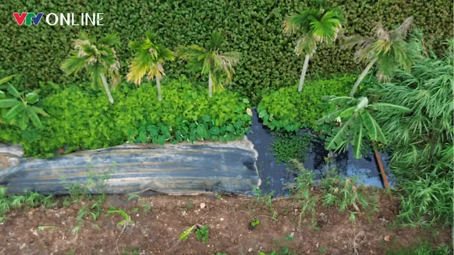 Hải Ph&ograve;ng: Người d&acirc;n phường Lưu Kiếm bức x&uacute;c v&igrave; &ocirc; nhiễm từ c&aacute;c cơ sở chăn nu&ocirc;i - Ảnh 2.