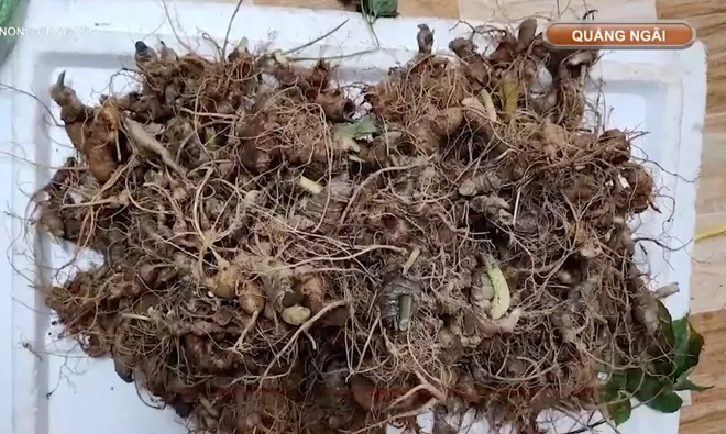 Ngăn chặn nạn trộm sâm Ngọc Linh ở vùng núi cao Quảng Ngãi- Ảnh 5. Ngăn chặn nạn trộm sâm Ngọc Linh ở vùng núi cao Quảng Ngãi- Ảnh 5.